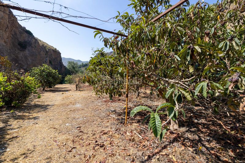 Foto bd2a3ae0-5b49-4d3a-bbdb-5f33d4896c2b. Finca rústica a Pinar (El)