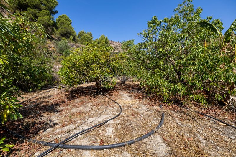 Foto c541bbb4-dee5-402f-8a7b-24a74313f140. Finca rústica a Pinar (El)