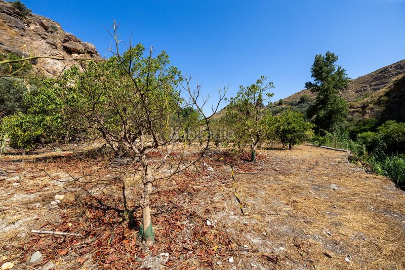 Foto c9dfc479-05e8-439b-aa13-b033ed4e9203. Finca rústica a Pinar (El)