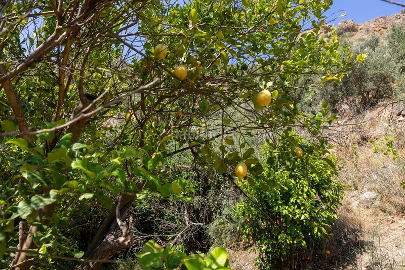 Foto e7d46d80-22da-4ae8-96a5-6978fd9ef828. Finca rústica a Pinar (El)