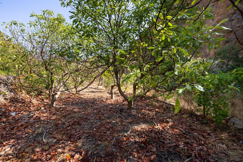 Foto eb072dad-7145-4304-8d0a-602432ea467d. Finca rústica a Pinar (El)