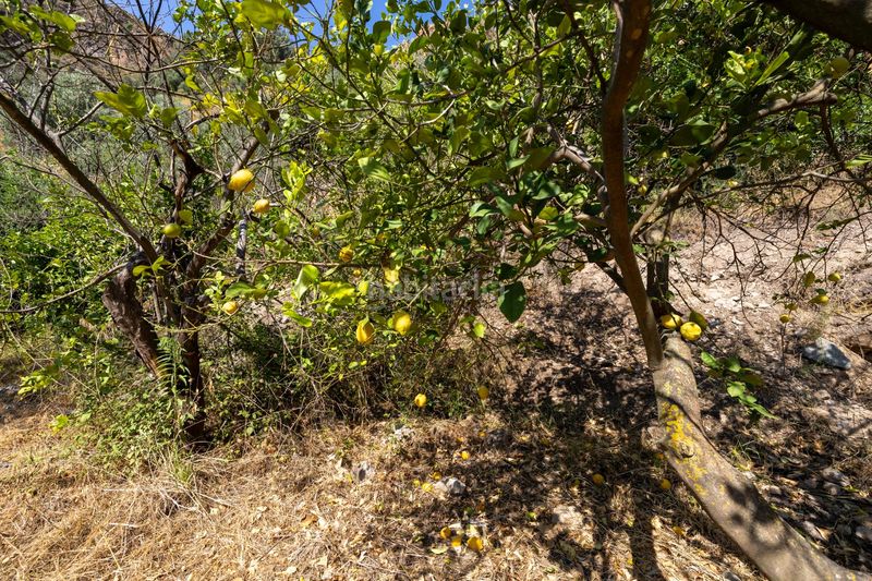 Foto f88c6668-d28d-41f5-94cc-aea351887484. Finca rústica a Pinar (El)