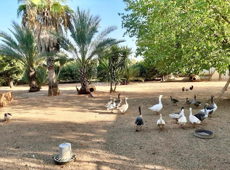 Foto ba6db72c-9fcd-474e-a30c-1053d9fb0055. Masia amb calefacció aparcament piscina a Oromana Alcalá de Guadaira