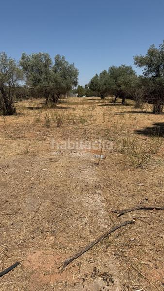 Foto b8f36232-5ac2-49df-86f9-bfa1dbe0e8b8. Finca rústica a La Hacienda - Nueva Andalucía Dos Hermanas