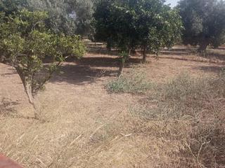 Finca rústica a Coria del Río. Venta de terreno rústico