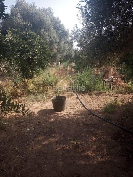 Foto 41d83cc5-5ffe-4799-8fd6-14a4a2c4eeb4. Finca rústica venta de terreno rústico en Coria del Río