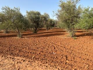 Terreno residencial en La Motilla - Fuente del Rey