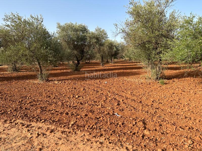 Foto 577636bc-2cc5-4d53-9271-00e79065d9ab. Terreno residenziale in La Motilla - Fuente del Rey Dos Hermanas