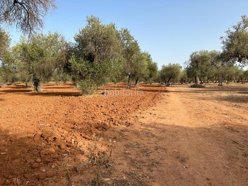 Foto d0ab8334-d6e9-4f93-ab3e-8b00c3a96c4e. Terreno residenziale in La Motilla - Fuente del Rey Dos Hermanas