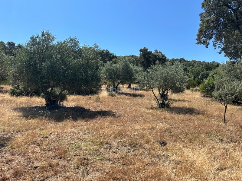 Foto 95d6e026-1a9e-4ab3-bf65-8a081ee96908. Finca rústica a Cenicientos