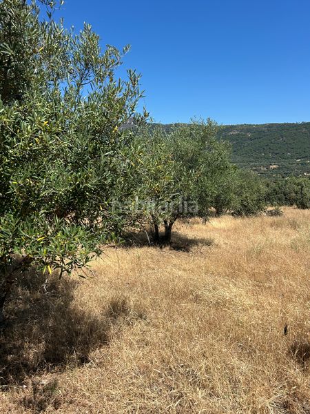 Foto a2cbfbe2-9a0d-4eaf-899c-24c8ae2a137a. Finca rústica a Cenicientos