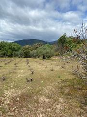Terrain résidentiel à Sotillo de la Adrada. Finca rústica