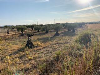 Finca rústica a Don Benito. Parcela rustica muy cerca de la población