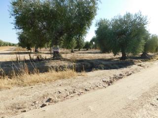 Finca rústica a Haba (La). Parcela rustica en la haba