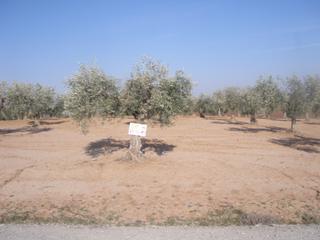 Finca rústica a Don Benito. Olivar de esquina