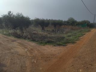 Finca rústica a Don Benito. Parcela rustica de regadio-olivar
