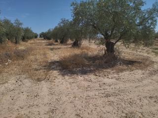 Finca rústica a Don Benito. Parcela rustica al lado de la poblacion