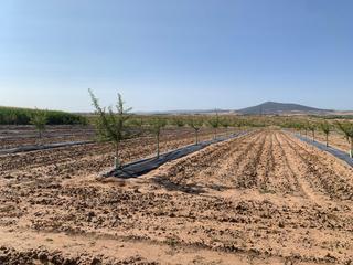 Finca rústica a Don Benito. Finca rustica con almendros