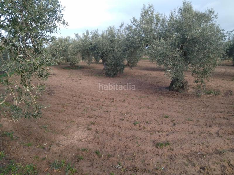 Foto 2fae4e2e-ebc1-4bb4-8e34-23996e3fd571. Finca rústica a Don Benito