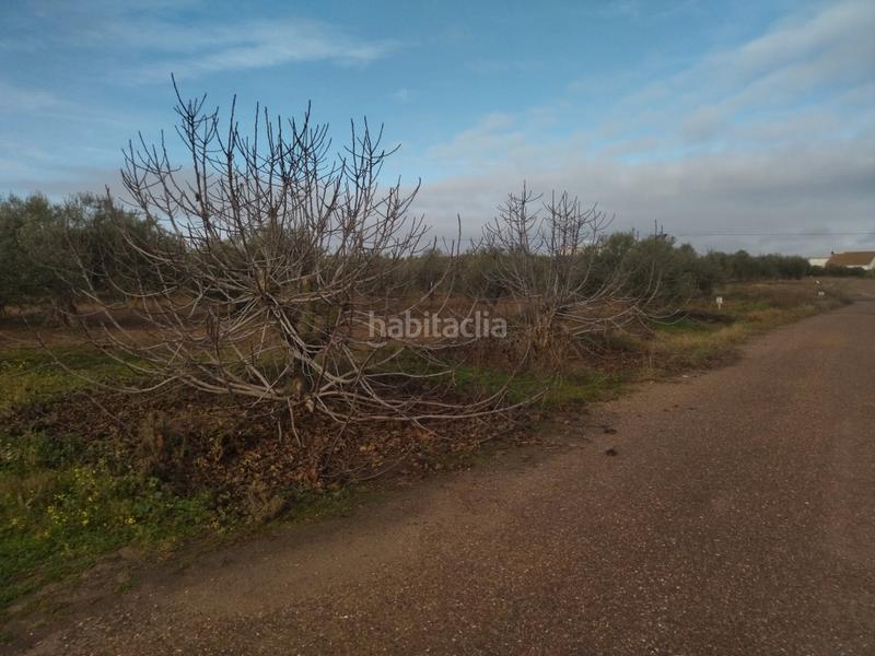 Foto 2fcc521e-5ce7-4364-8234-71e34792dfc2. Finca rústica a Don Benito