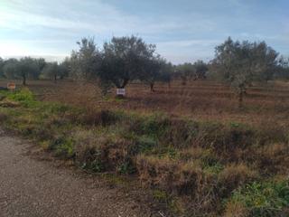 Finca rústica a Don Benito. Parcela rustica de regadio