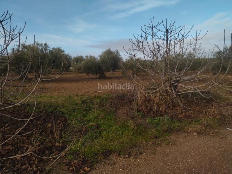 Foto d1b8807b-d501-435a-a749-aaf9d29d09e2. Finca rústica a Don Benito