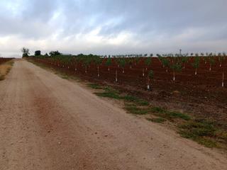 Rural plot in Don Benito. Finca rustica al lado de la poblacion
