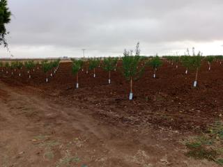 Rural plot in Don Benito. Parcelas rusticas en venta