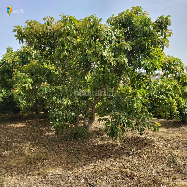 Foto 68ad709d-e18c-4414-a907-22ba3c119085. Residential plot in Motril ciudad Motril