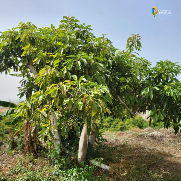 Foto 7c6a18d5-30e7-439d-a8be-d34bb45990af. Residential plot in Motril ciudad Motril