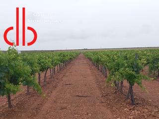 Finca rústica a Calle garcía pavón 112. Finca de viña en espaldera de riego