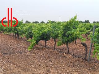 Rural plot in Calle garcía pavón 112. Viña en espaldera  de riego  en tomelloso