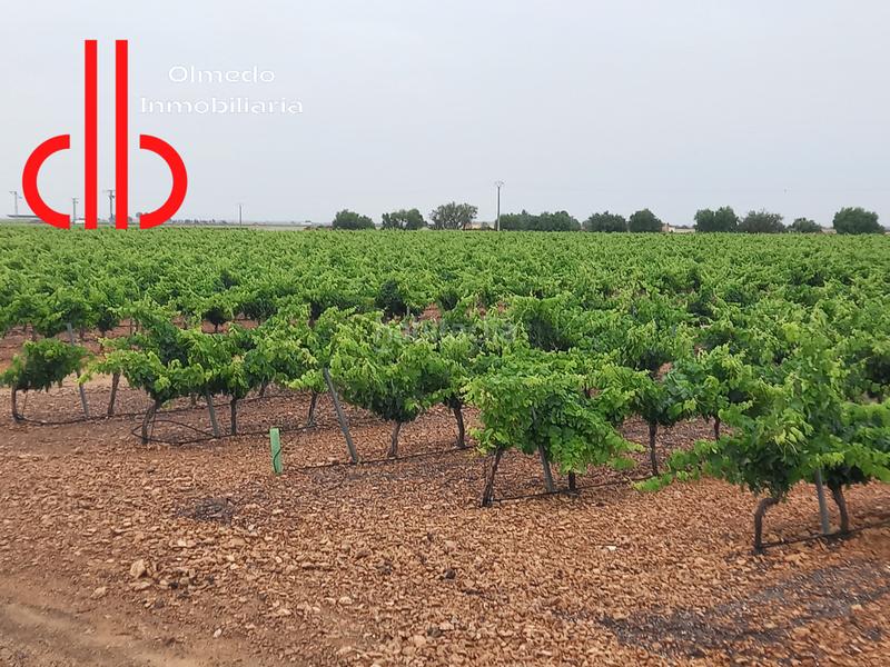 Foto 5658acc1-44f5-4dc1-b291-c27fae1d927f. Fondo rustico in calle garcía pavón 112 in Tomelloso