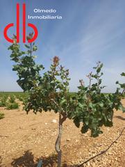 Finca rústica a Calle garcía pavón 112. Finca de 7,5 has de pistachos en secano
