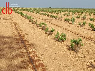 Finca rústica a Calle garcía pavón 112. Finca de viña baja de riego carretera pedro muñoz