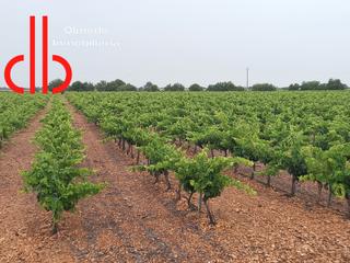Finca rústica a Calle garcía pavón 112. Viña en espaldera y pistachos  de riego en tomelloso