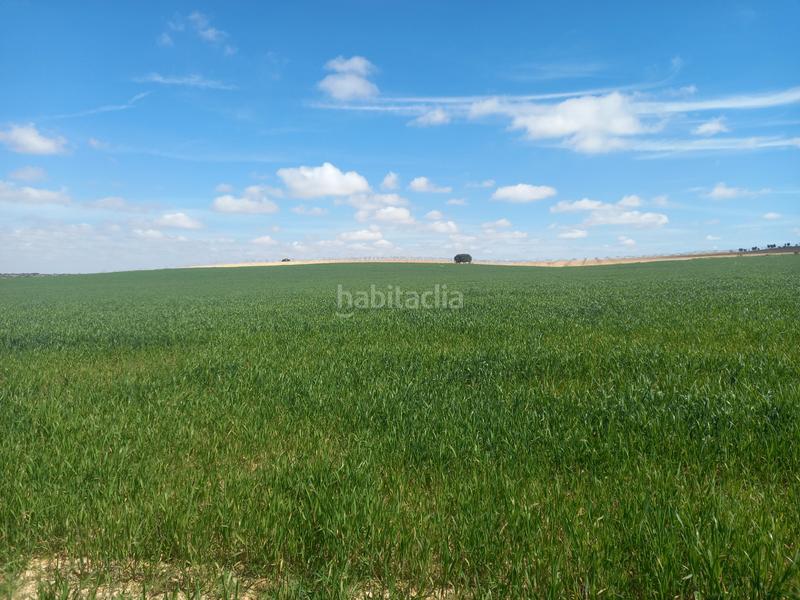 Foto 0e1318ac-cf78-43f4-9822-9d920ef6f897. Finca rústica a calle garcía pavón 112 a Tomelloso