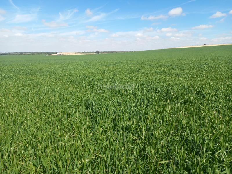 Foto 844cf140-914e-4c68-a045-512bf09feb3f. Finca rústica a calle garcía pavón 112 a Tomelloso