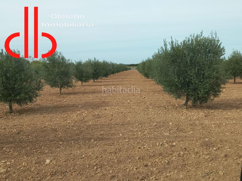 Foto 1a11cbe6-fc9e-4c7d-98f2-e658da80d6a2. Finca rústica en calle garcía pavón 112 olivar de 1 pie de secano en Tomelloso