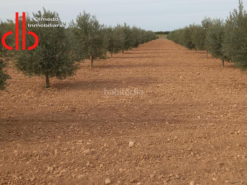 Foto 36a2545e-cd52-4157-9394-fda90906c1b3. Finca rústica en calle garcía pavón 112 olivar de 1 pie de secano en Tomelloso