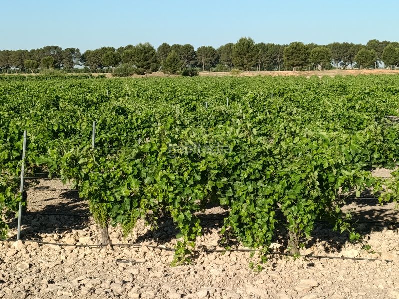 Foto 7aa34e7e-c559-472f-a1d9-3d8dd91448a7. Finca rústica a Tomelloso