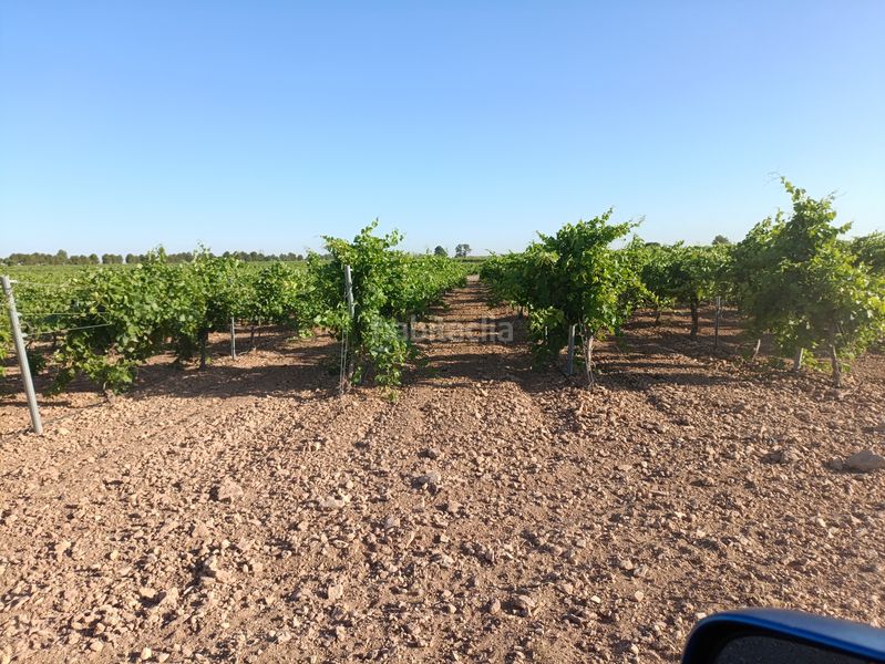Foto 816aa3c6-7b7b-440b-9345-f2d730141970. Finca rústica a Tomelloso
