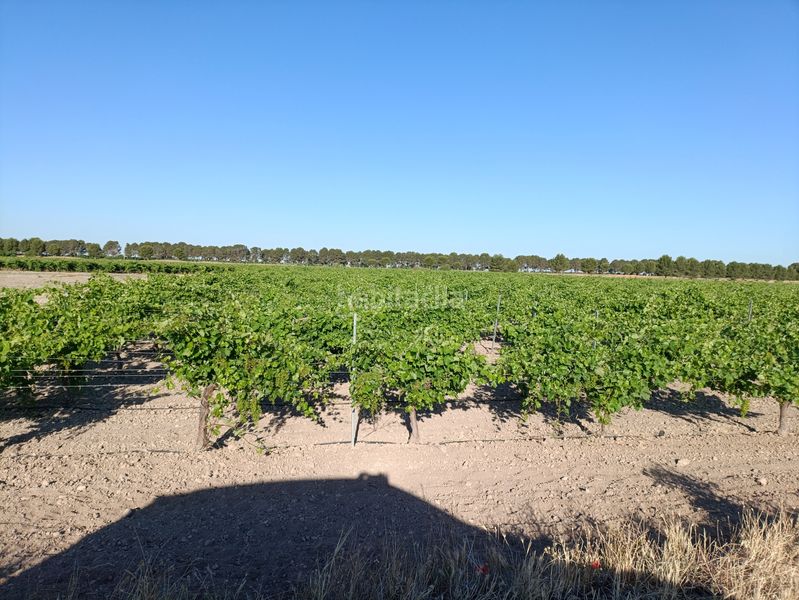 Foto b0d469bd-44bc-43f7-b82e-a8b1e774b184. Finca rústica a Tomelloso