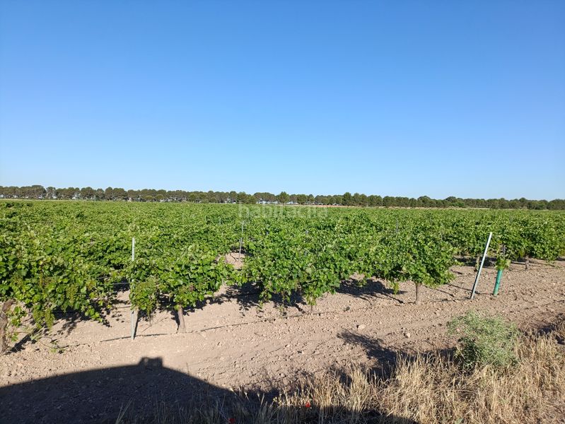 Foto d966bdc8-7a8c-4c9b-ac5d-2bd1cdd482a6. Finca rústica a Tomelloso