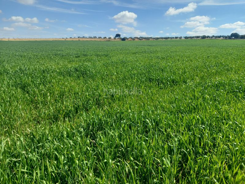 Foto 564b5dab-461a-4653-9a24-84dc837e277f. Finca rústica a Tomelloso