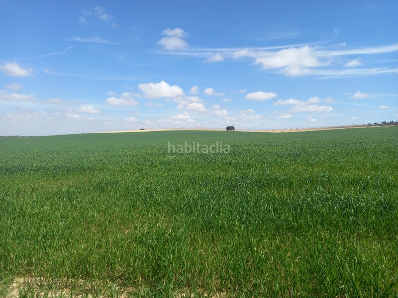 Foto 608581b1-59fe-4d5d-a1dd-e01bde9385ca. Finca rústica a Tomelloso