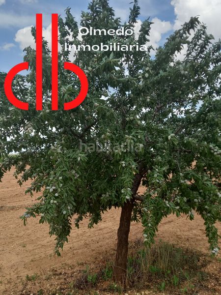 Foto 01bfc258-af35-4f81-a9fb-58ea515c8bb5. Finca rústica a Tomelloso