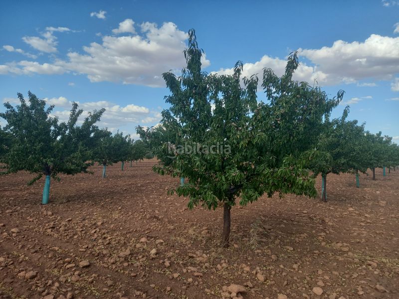 Foto 106bd6a1-3c0b-4d90-b20c-63ed9bcd098e. Finca rústica a Tomelloso
