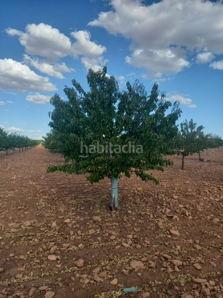 Foto ca581332-a229-460e-bd6e-77094ecb7ae4. Finca rústica a Tomelloso