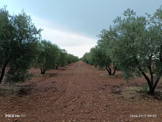 Fondo rustico in Calle García Pavón 112